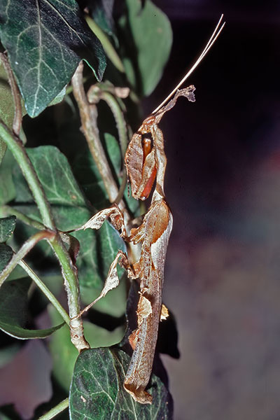 Fangschrecke Mnnchen Phyllocrania paradoxa