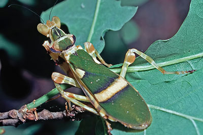 Bltenmantis Weibchen Theopropus elegans