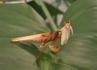 Mnnchen Hymenopus coronatus