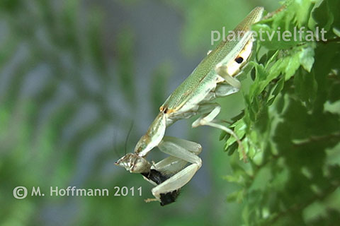 Afrikanische Bltenmantis Pseudoharpax spec.