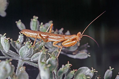 Fangschrecke Mnnchen Ameles spec.