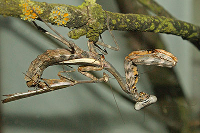 Kopula Parasphendale spec., thiopien