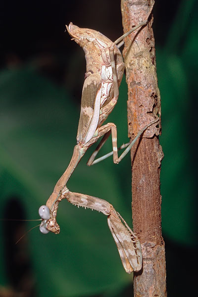 Fangschrecke Parasphendale affinis Weibchen