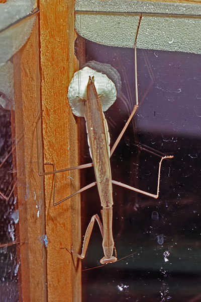 Fangschrecke Tenodera australasiae fertigt Oothek 