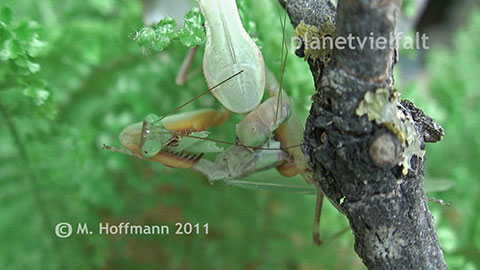 In den Armen der Liebsten Sphodromantis spec.