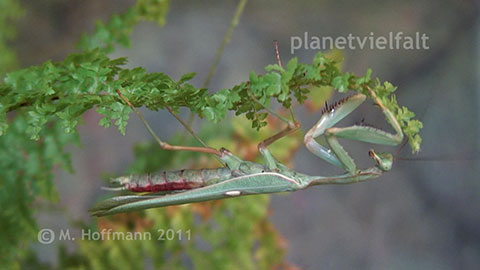 Sphodromantis viridis Mnnchen