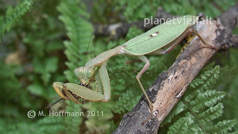 Sphodromantis spec., aus thiopien