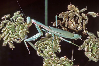 Fangschrecke Weibchen Iris oratoria