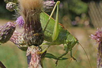 Zwitscher-Heupferd Tettigonia cantans