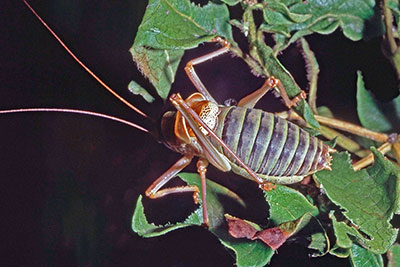 Sattelschrecke Ephipigger ephipigger