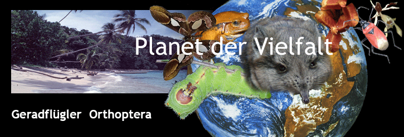 Kollage Organismen