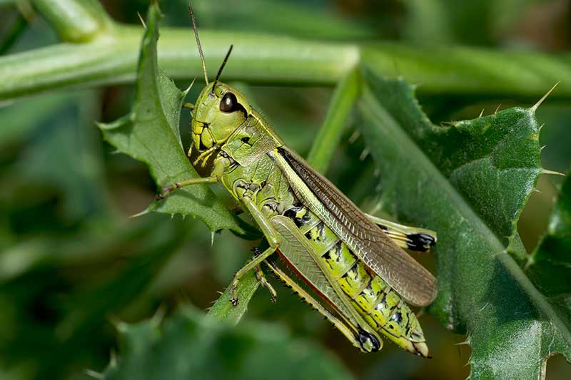 Grashpfer