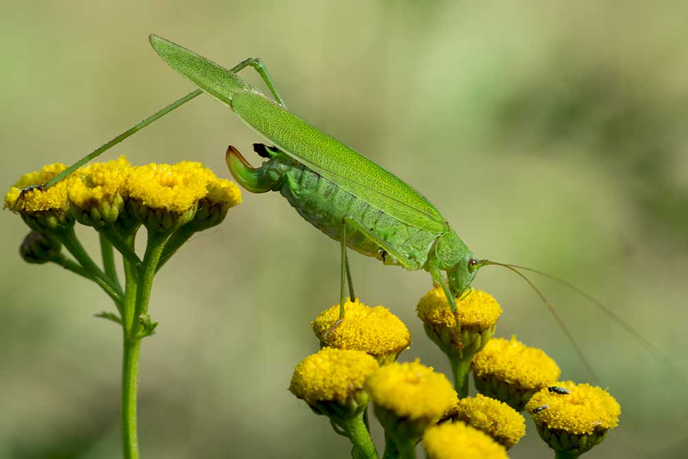 Gemeine Sichelschrecke Phaneroptera falcata