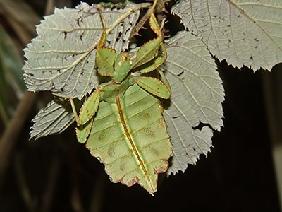 Wandelndes Blatt 