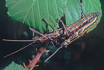 Kopula Stabschrecken Anisomorpha monstrosa