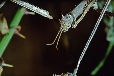 Portrt Stabschrecke Baculum extradentatum