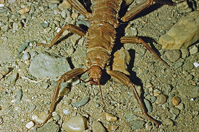 Portrt Kampfschrecke Eurycantha calcarata