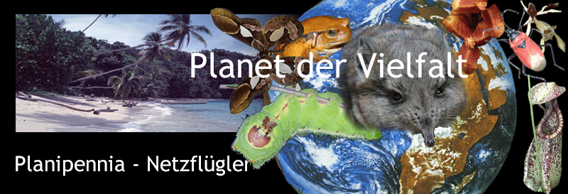 Kollage Organismen