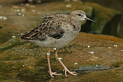 Kampflufer im Zoo Hagenbeck