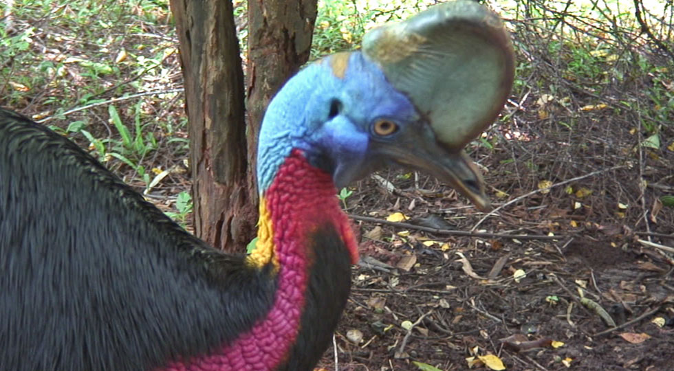 Helmkasuar im Zoo Jakarta, Indonesien