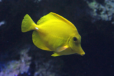 Gelber Segelflosser Zebrasoma flaevescens