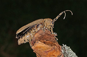 Pappelbock Saperda carcharias