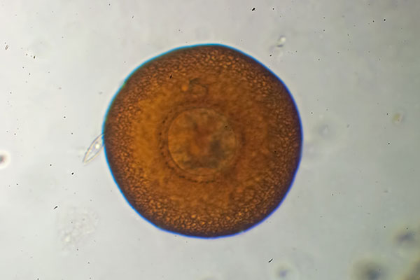 Uhrglastierchen im Wassertropfen