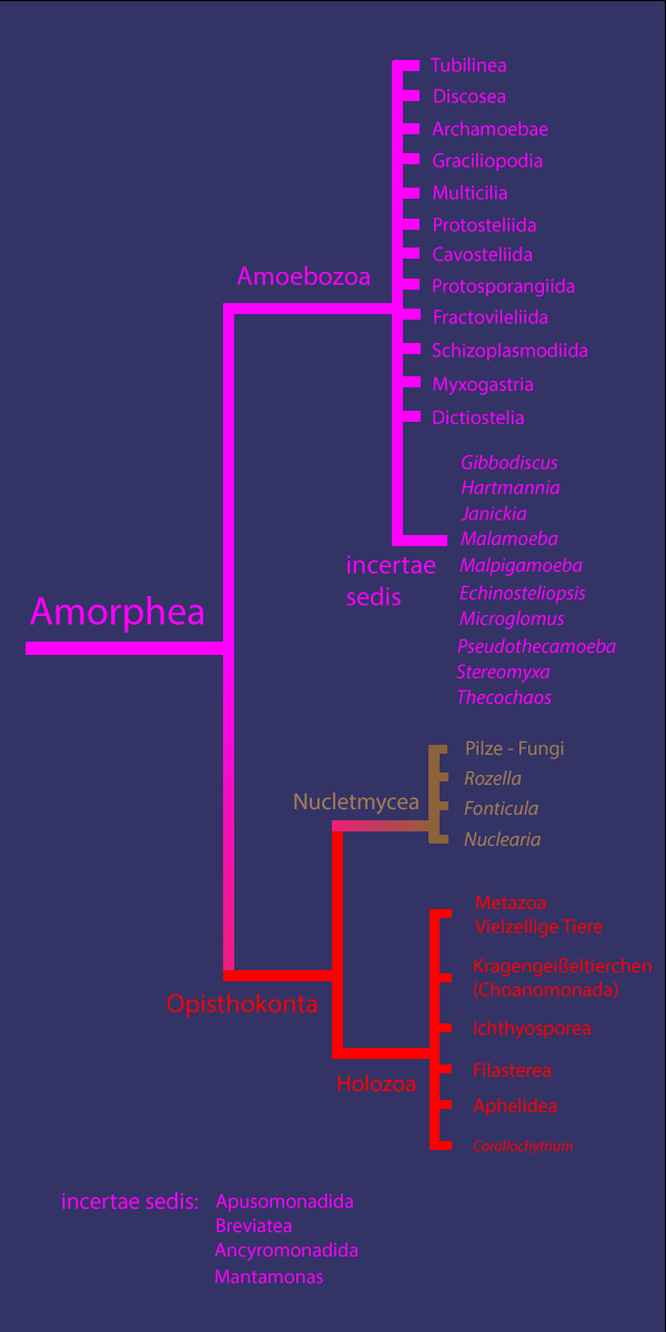 bersicht Amorphea
