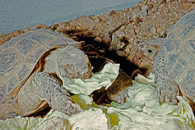 Vierzehen-Schildkrte Agrionemis horsfieldi