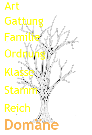 Stammbaum des Lebens