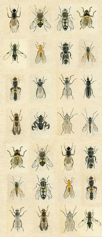 Collage von Zeichnugen von Fliegen