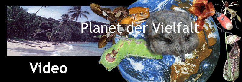 Kollage Organismen