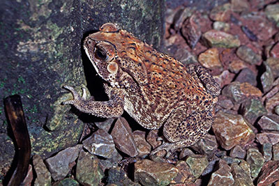 Agakrte