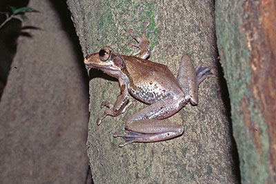 Ruderfrosch