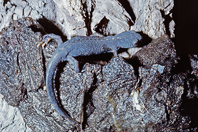 Rippenmolch Pleurodeles waltl