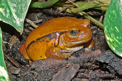 Tomatenfrosch Dyscophus antongilii