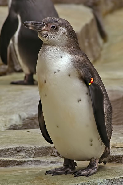 Junger Brillenpinguin Zoo Hagenbeck