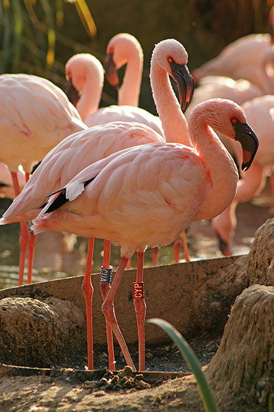 Zwergflamingos Zoo Leipzig