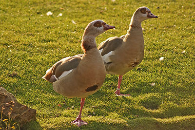 Nilgnse im Leipziger Zoo