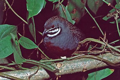 Taube Sulawesi