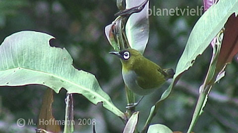 Brillenvogel am Mount Kinabalu Borneo
