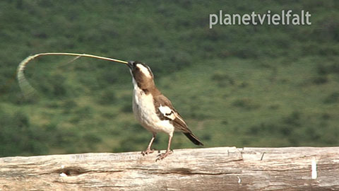 Webervogel Arba Minch, thiopien