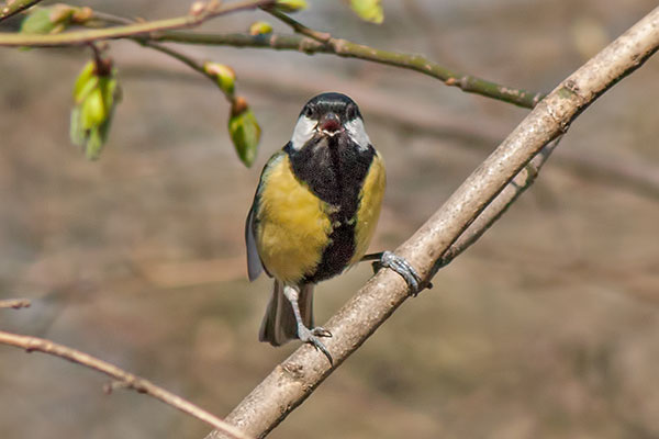 Kohlmeise Parus major