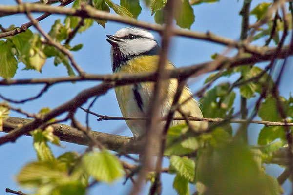 Blaumeise Parus caeruleus