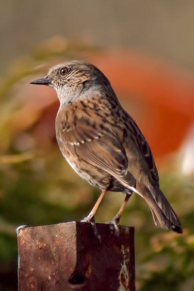 Heckenbraunelle Prunella modularis