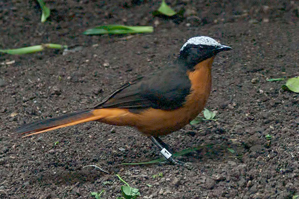Schuppenkopfrtel Cossypha albacapilla