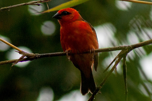 Madagaskarweber Foudia madagascariensis