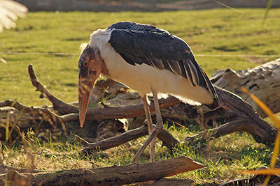 Marabu im Leipziger Zoo