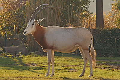 Sbelantilope Oryx dammah