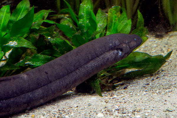 Sdamerikanischer Lungenfisch